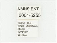 血紅虎斑花金龜藏品圖，第2張