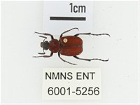 血紅虎斑花金龜藏品圖，第1張