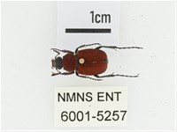 血紅虎斑花金龜藏品圖，第1張