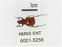 血紅虎斑花金龜藏品圖，第1張