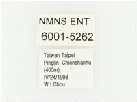 血紅虎斑花金龜藏品圖，第2張