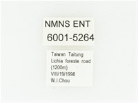 野村虎斑花金龜藏品圖，第2張