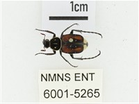 黑虎斑花金龜藏品圖，第1張