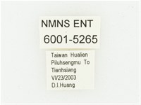 黑虎斑花金龜藏品圖，第2張