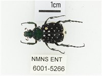 綠胸長腳花金龜藏品圖，第1張