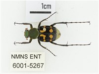 黃肩長腳花金龜藏品圖，第1張