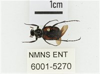 黑虎斑花金龜藏品圖，第1張