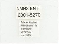 黑虎斑花金龜藏品圖，第2張