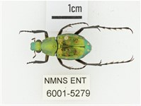 綠艷長腳花金龜藏品圖，第1張