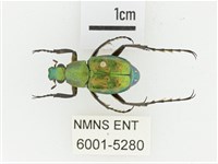 綠艷長腳花金龜藏品圖，第1張