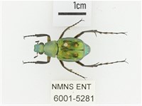 綠艷長腳花金龜藏品圖，第1張