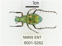 綠艷長腳花金龜藏品圖，第1張