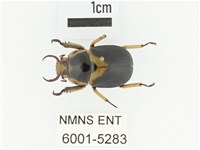 臺灣鍬形金龜藏品圖，第1張