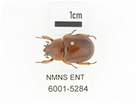 臺灣鍬形金龜藏品圖，第1張