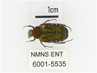 黑斑陷紋金龜藏品圖，第1張