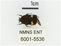 灰斑擬黑花金龜藏品圖，第1張