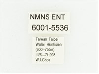 灰斑擬黑花金龜藏品圖，第2張