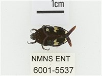 灰斑擬黑花金龜藏品圖，第1張