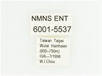 灰斑擬黑花金龜藏品圖，第2張