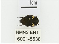 灰斑擬黑花金龜藏品圖，第1張