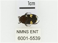 灰斑擬黑花金龜藏品圖，第1張