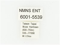 灰斑擬黑花金龜藏品圖，第2張