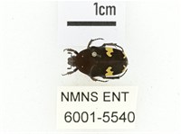 灰斑擬黑花金龜藏品圖，第1張