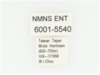 灰斑擬黑花金龜藏品圖，第2張