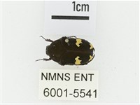 灰斑擬黑花金龜藏品圖，第1張