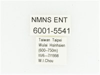 灰斑擬黑花金龜藏品圖，第2張