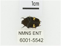 灰斑擬黑花金龜藏品圖，第1張