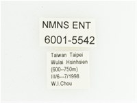 灰斑擬黑花金龜藏品圖，第2張