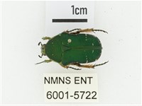 艷邊花金龜藏品圖，第1張