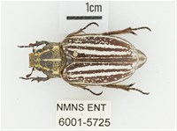 臺灣白條金龜藏品圖，第1張