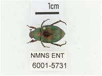 橫紋青銅金龜藏品圖，第1張