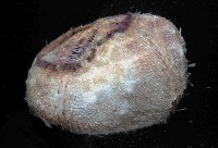 未知種高星海膽藏品圖，第3張