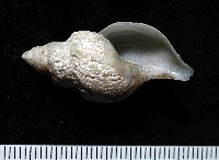 深海捲管螺之一種藏品圖，第1張