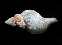 深海捲管螺之一種藏品圖，第3張