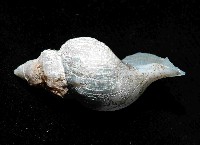 深海捲管螺之一種藏品圖，第4張
