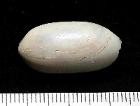 未知種深海粗米螺藏品圖，第2張