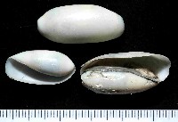 未知種深海粗米螺藏品圖，第1張