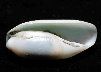 未知種深海粗米螺藏品圖，第3張