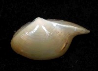 深淵馬刺蛤藏品圖，第3張