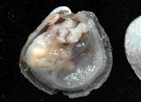 未知種光旋心蛤藏品圖，第2張
