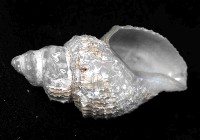 深海捲管螺之一種藏品圖，第3張