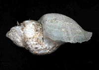 深海捲管螺之一種藏品圖，第2張