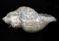 深海捲管螺之一種藏品圖，第4張