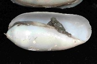未知種深海粗米螺藏品圖，第3張