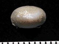 未知種深海笠螺藏品圖，第4張