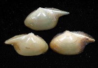 深淵馬刺蛤藏品圖，第3張